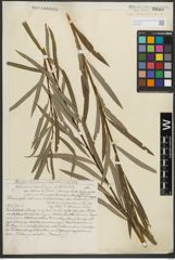 Foto von Salix purpurea L.